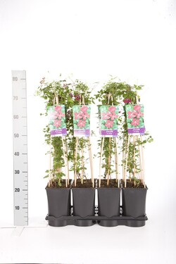 Raganė (Lot Clematis) 'Rubra' C2,5 70 CM 4 ST(SP) - nuotrauka 2