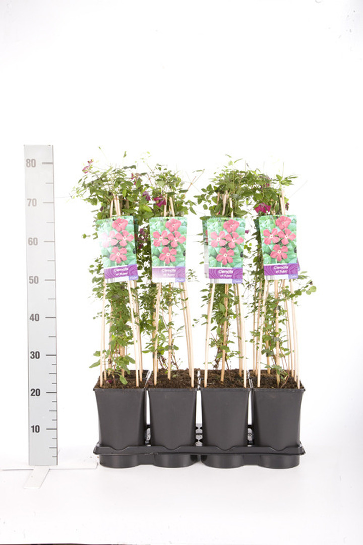 Raganės (Lot Clematis) 'Rubra' C2,5 70 CM 4 ST(SP) | RAGANĖS | VIJOKLINIAI