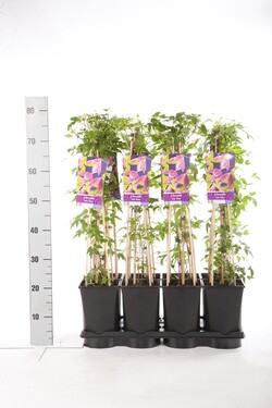 Raganė (Lot Clematis) 'Ruby' C2,5 70 CM 4 ST(SP) - nuotrauka 2