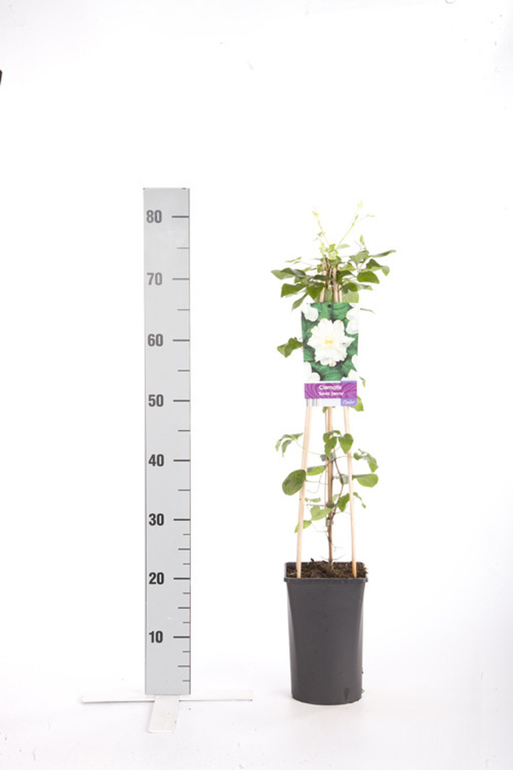 Raganė (Lot Clematis) 'Sylvia Denny' C2,5 70 CM 4 ST(SP)