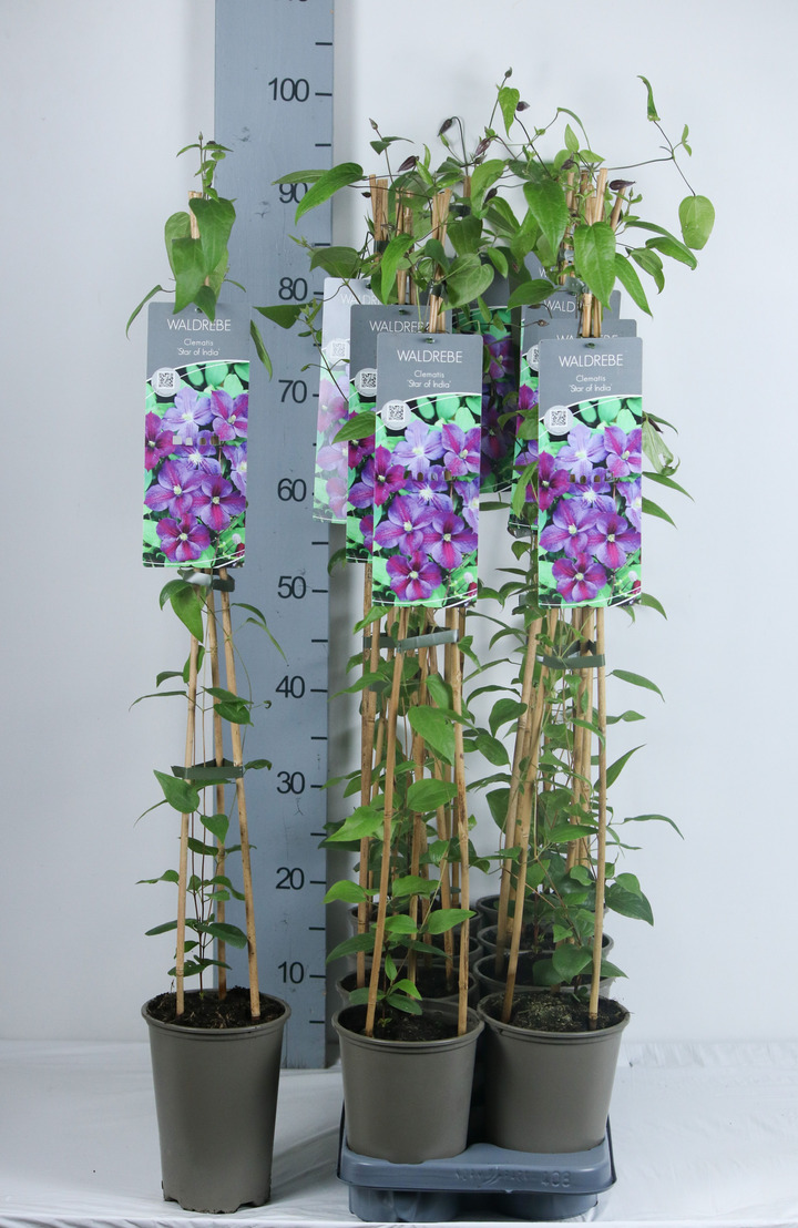 Raganė (Lot Clematis) 'Star of India' P17 60-100 3-STICK | RAGANĖS | VIJOKLINIAI