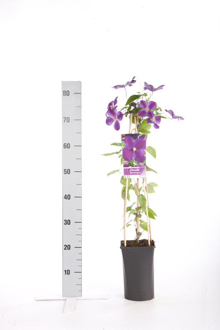 Raganės (Lot Clematis) 'Star of India' C2,5 70 CM 4 ST(SP) | RAGANĖS | VIJOKLINIAI