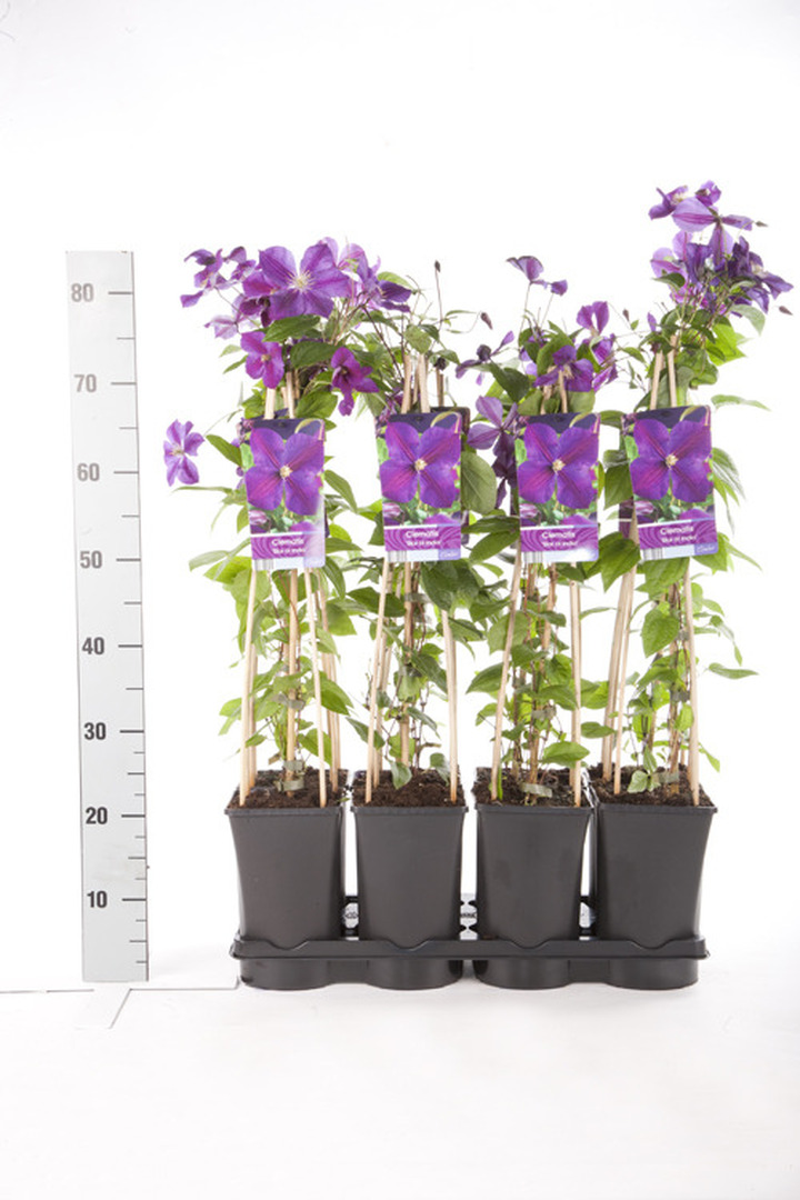Raganės (Lot Clematis) 'Star of India' C2,5 70 CM 4 ST(SP) | RAGANĖS | VIJOKLINIAI