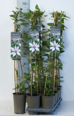 Raganė (Lot Clematis) 'Samaratin Jo' P17 60-100 3-STICK | RAGANĖS | VIJOKLINIAI