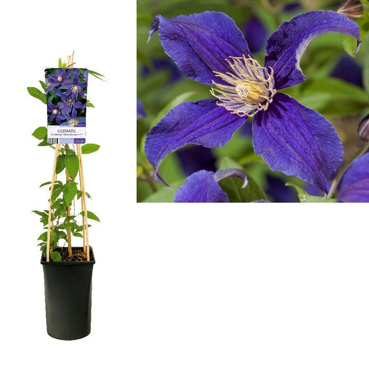 Raganės (Lot Clematis) 'So Many Blue Flowers' C2,5 70 CM 4 ST(SP) | RAGANĖS | VIJOKLINIAI