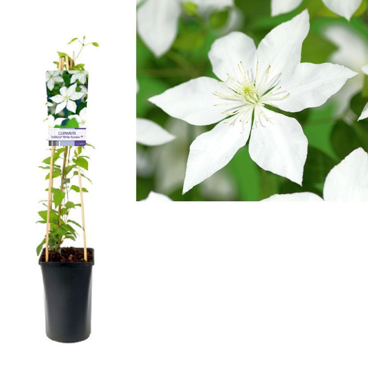 Raganės (Lot Clematis) 'So Many White Flowers' C2,5 70 CM 4 ST(SP) | RAGANĖS | VIJOKLINIAI