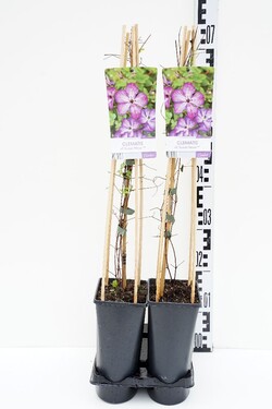 Raganės (Lot Clematis) 'Super Nova' C2,5 70 CM 4 ST(SP) | RAGANĖS | VIJOKLINIAI