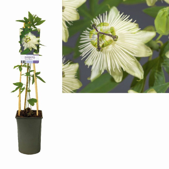 Raganės (Lot Clematis) 'Snow Queen' C2,5 70 CM 4 ST(SP) | RAGANĖS | VIJOKLINIAI