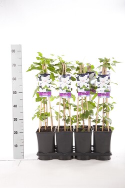 Raganė (Lot Clematis) 'Snow Queen' C2,5 70 CM 4 ST(SP) - nuotrauka 2
