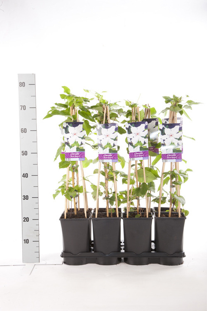 Raganės (Lot Clematis) 'Snow Queen' C2,5 70 CM 4 ST(SP) | RAGANĖS | VIJOKLINIAI