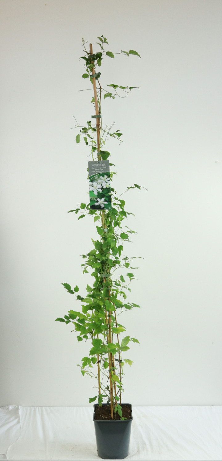 Raganė (Lot Clematis) 'Summer Snow' C5/P23 100-125 CM | RAGANĖS | VIJOKLINIAI
