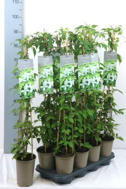 Raganė (Lot Clematis) 'Superba' P17 60-100 3-STICK | RAGANĖS | VIJOKLINIAI