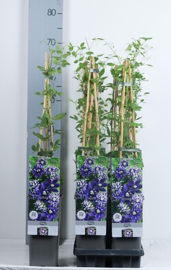 Raganė (Lot Clematis) 'Taiga' P17 40-60 CM 3 STICK | RAGANĖS | VIJOKLINIAI