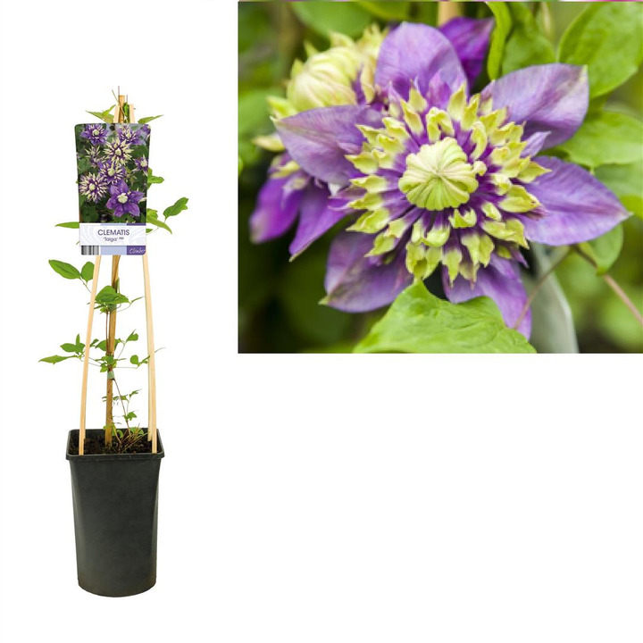 Raganės (Lot Clematis) 'Taiga' C2,5 70 CM 4 ST(SP) | RAGANĖS | VIJOKLINIAI