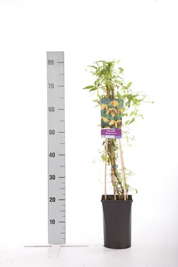 Raganės tib. tangutica (Lot Clematis tib. tangutica) C2,5 70 CM 4 ST(SP) | RAGANĖS | VIJOKLINIAI