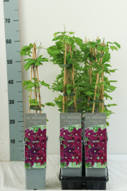 Raganė (Lot Clematis) 'Viola' P17 40-60 CM 3 STICK | RAGANĖS | VIJOKLINIAI
