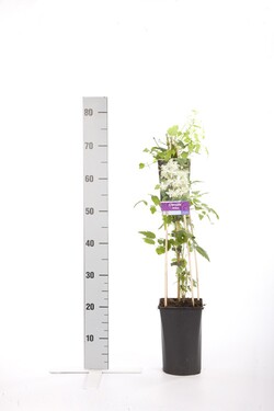 Raganės vitalba (Lot Clematis vitalba)  C2,5 70 CM 4 ST(SP)