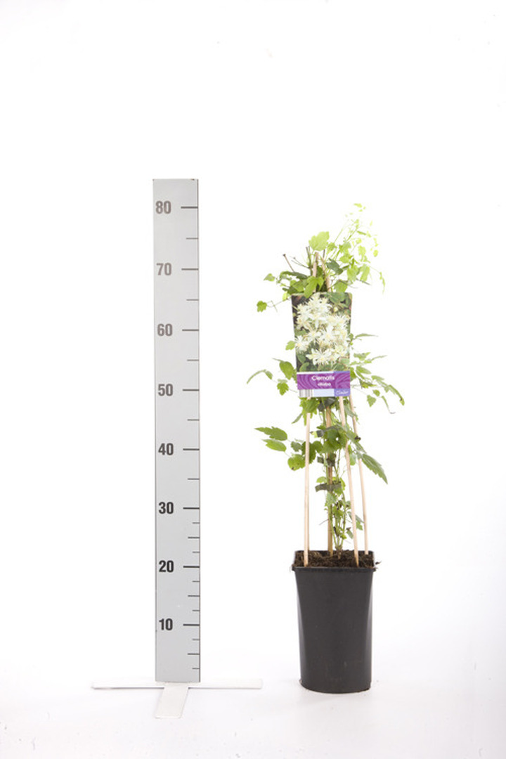 Raganės vitalba (Lot Clematis vitalba)  C2,5 70 CM 4 ST(SP)