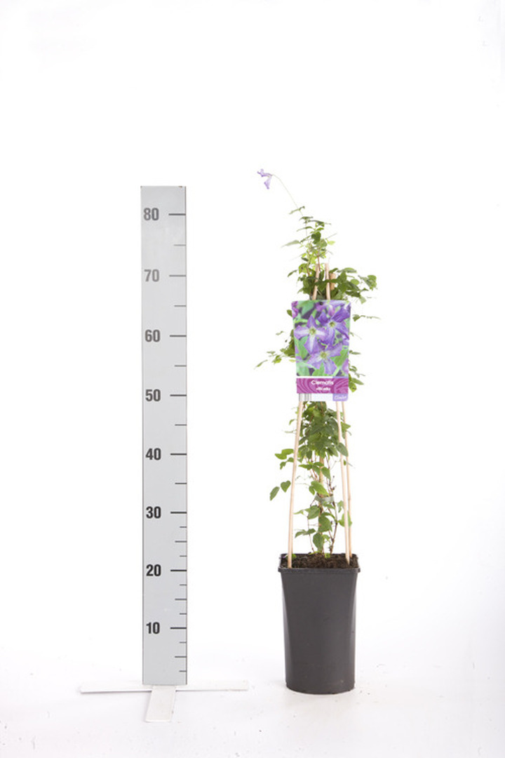 Raganė mėlynžiedė (Lot Clematis viticella)  C2,5 70 CM 4 ST(SP)
