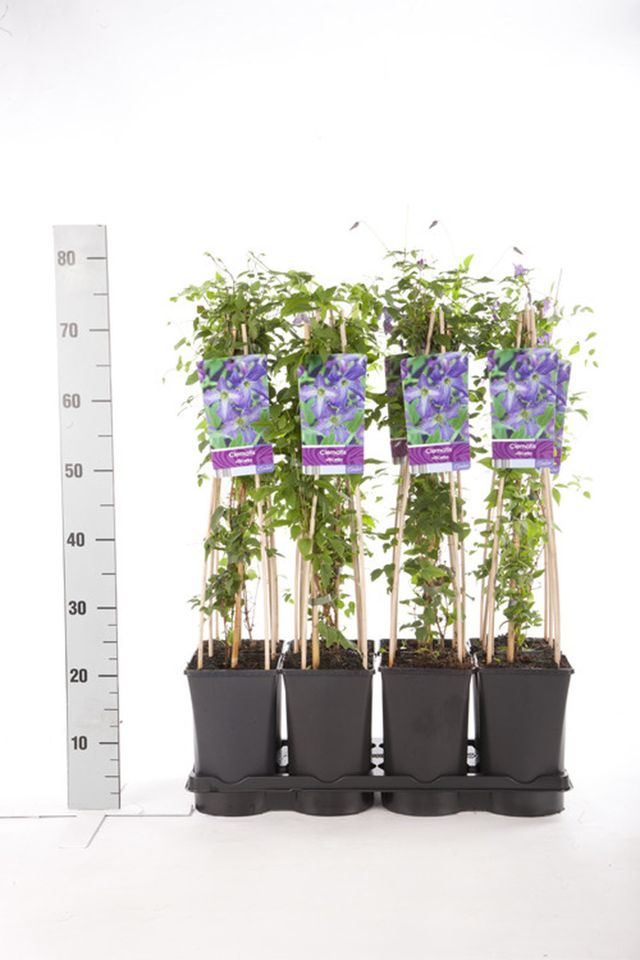 Raganė mėlynžiedė (Lot Clematis viticella)  C2,5 70 CM 4 ST(SP)