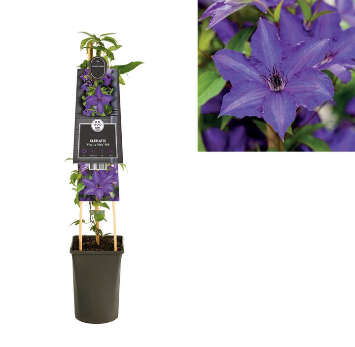 Raganės® (Lot Clematis ‘Viva La Vida’®) C2,5 70 CM 4 ST(SP) | RAGANĖS | VIJOKLINIAI