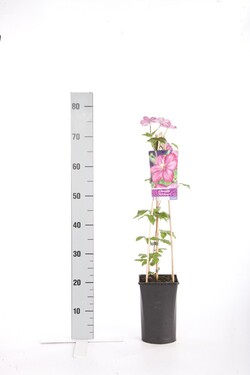 Raganė (Lot Clematis) 'Ville de Lyon' C2,5 70 CM 4 ST(SP) - nuotrauka 1