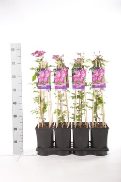 Raganė (Lot Clematis) 'Ville de Lyon' C2,5 70 CM 4 ST(SP) - nuotrauka 2