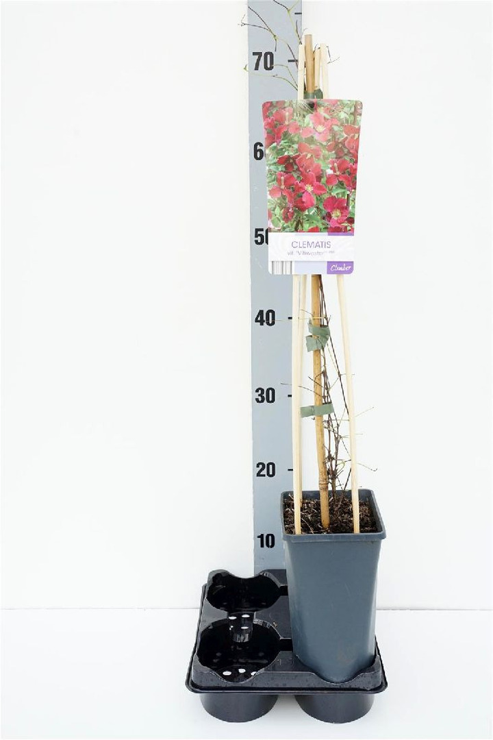 Raganės vit. (Lot Clematis vit.) 'Vitiwester' C2,5 70 CM 4 ST(SP) | RAGANĖS | VIJOKLINIAI
