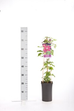 Raganė (Lot Clematis) 'Westerplatte' C2,5 70 CM 4 ST(SP) - nuotrauka 1