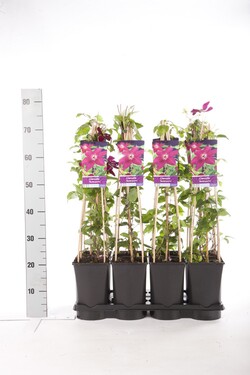 Raganė (Lot Clematis) 'Westerplatte' C2,5 70 CM 4 ST(SP) - nuotrauka 2