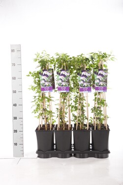 Raganė (Lot Clematis) 'Willy' C2,5 70 CM 4 ST(SP) - nuotrauka 2