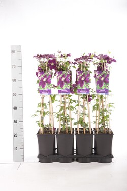 Raganė (Lot Clematis) 'Warszawska Nike' C2,5 70 CM 4 ST(SP) - nuotrauka 2