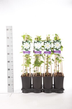 Raganė (Lot Clematis) 'Wada's Primrose' C2,5 70 CM 4 ST(SP) - nuotrauka 2