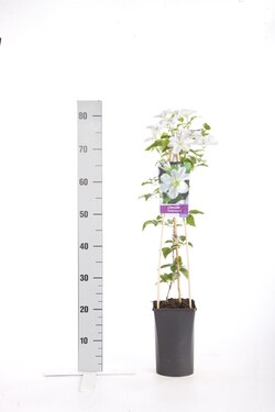 Raganė (Lot Clematis) 'Yukikomachi' C2,5 70 CM 4 ST(SP) - nuotrauka 1