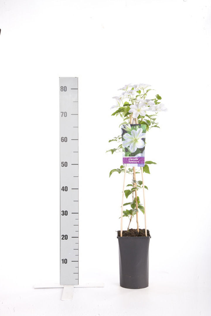 Raganė (Lot Clematis) 'Yukikomachi' C2,5 70 CM 4 ST(SP)