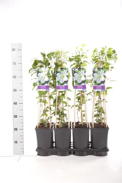 Raganė (Lot Clematis) 'Yukikomachi' C2,5 70 CM 4 ST(SP) - nuotrauka 2