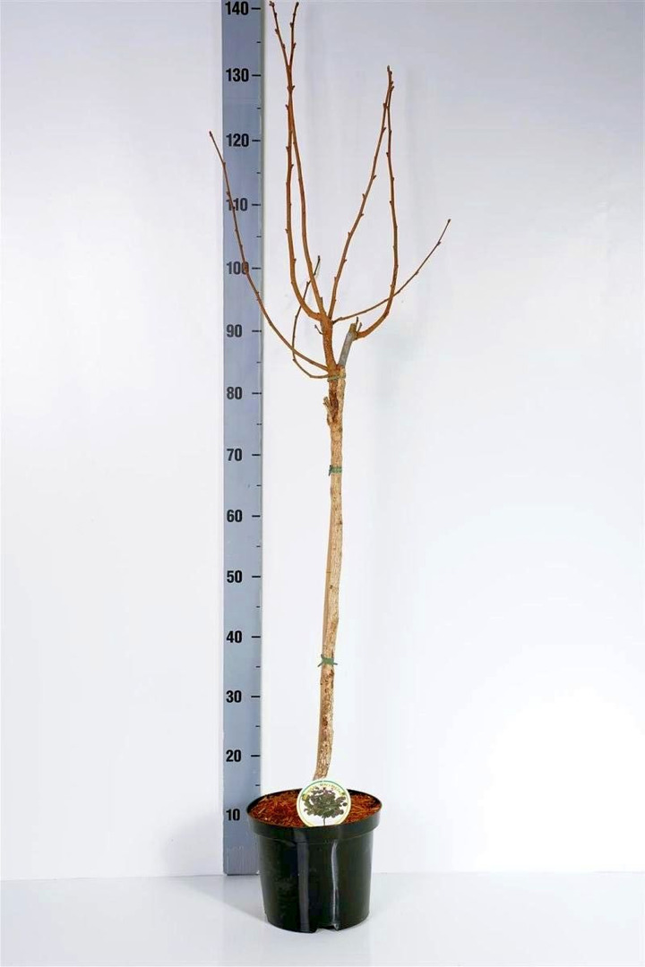 Paprastasis lazdynas (Lot Corylus a.) 'Anny's Red Dwarf' C4/P21 KOTAS 60 CM 2 YR | LAZDYNAI | MEDŽIAI