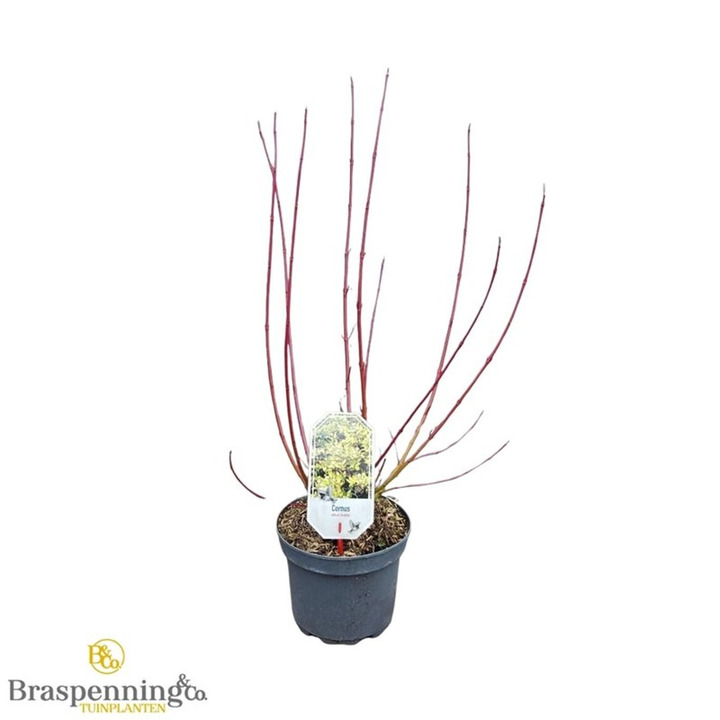 Sedula baltoji (Lot Cornus alba) 'Aurea' C3/P19 30-40 CM | SEDULOS | VAISMEDŽIAI - VAISKRŪMIAI