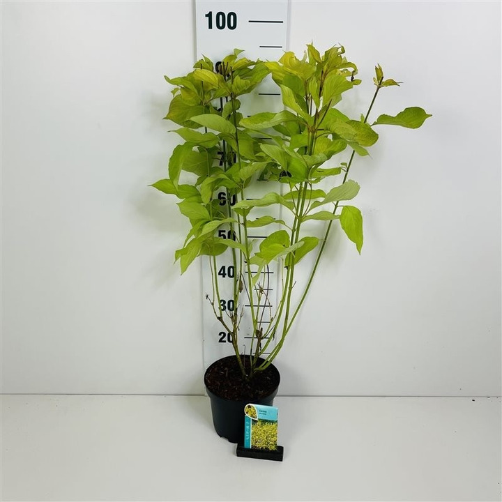 Sedula baltoji (Lot Cornus alba) 'Aurea' C3/P19 60-80 CM | SEDULOS | VAISMEDŽIAI - VAISKRŪMIAI