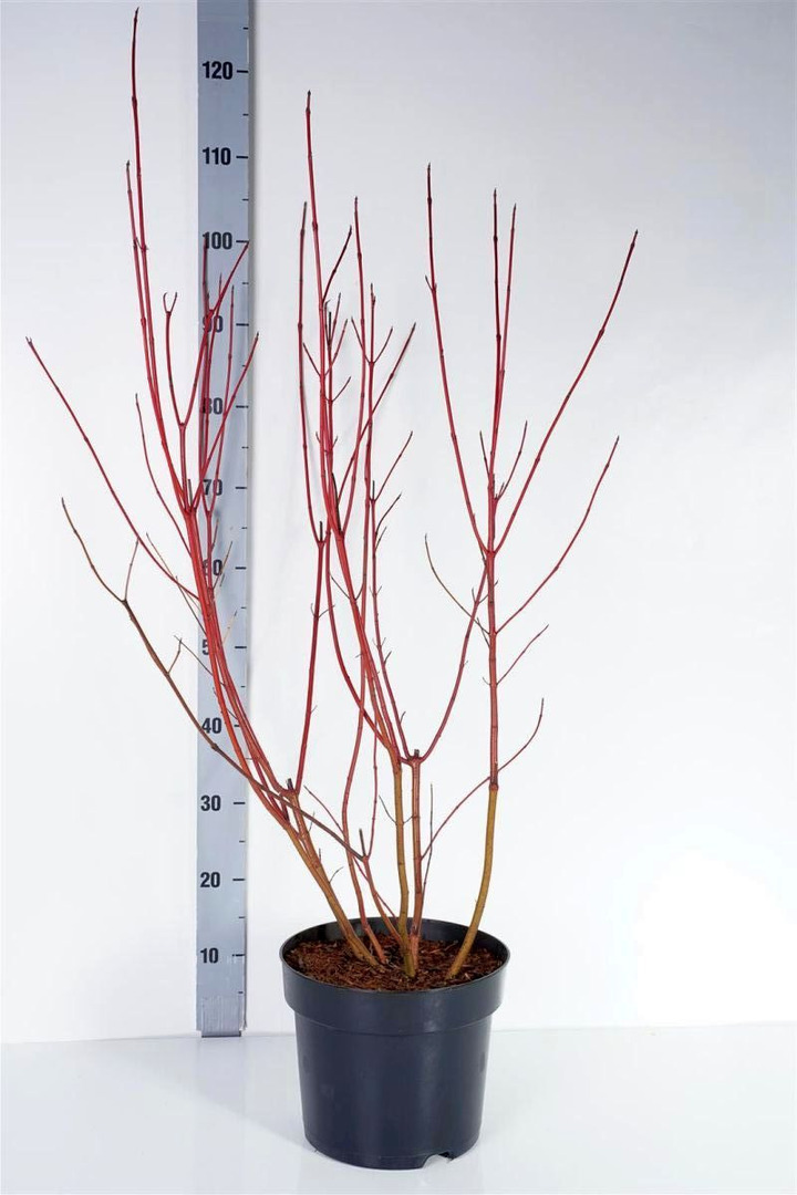Sedula baltoji (Lot Cornus alba) 'Aurea' C7,5/P26 80-100 CM | SEDULOS | VAISMEDŽIAI - VAISKRŪMIAI