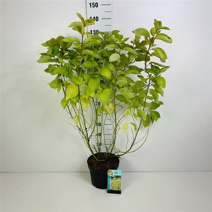 Sedula baltoji (Lot Cornus alba) 'Aurea' C10 60-80 CM