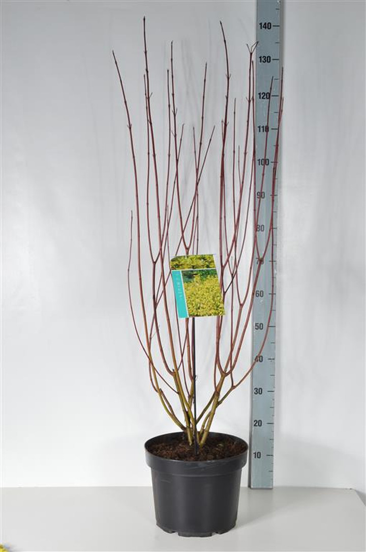 Sedula baltoji (Lot Cornus alba) 'Aurea' C10 80-100 CM | SEDULOS | VAISMEDŽIAI - VAISKRŪMIAI