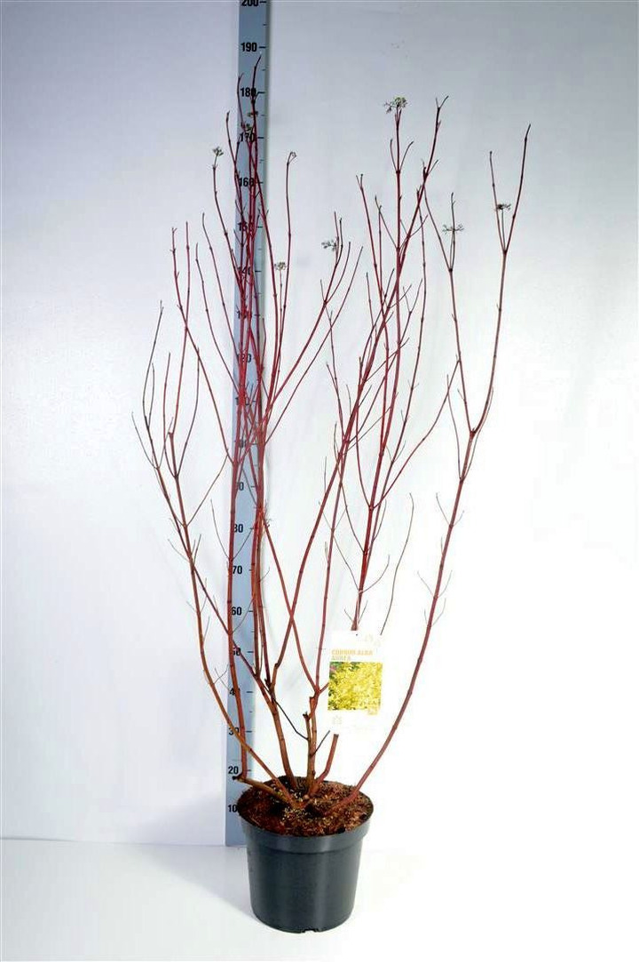 Sedula baltoji (Lot Cornus alba) 'Aurea' C12 100-125 CM