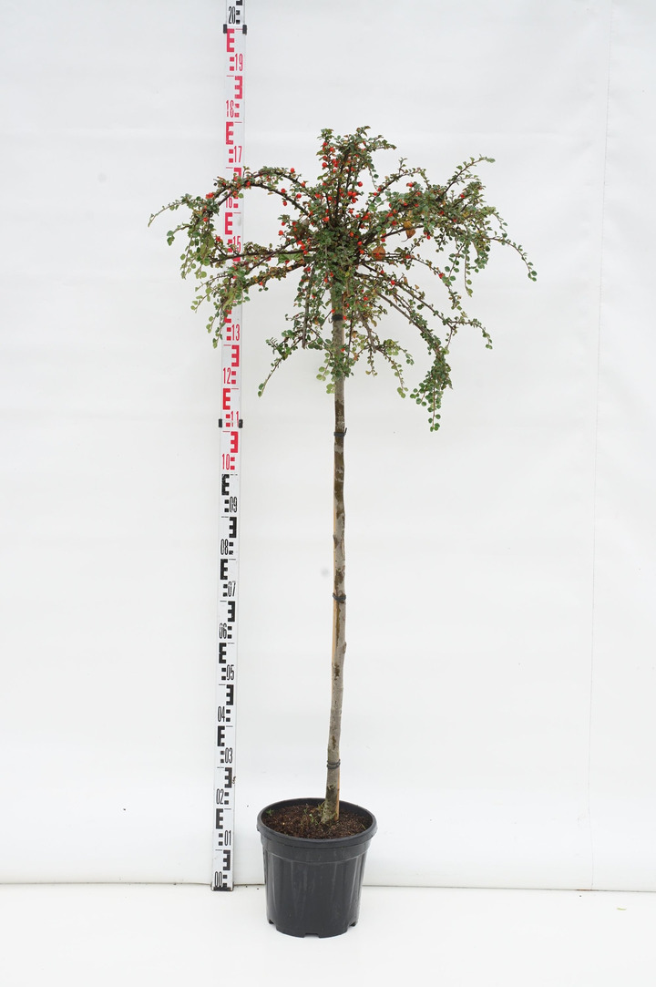 Kaulenis damerio (Lot Cotoneaster apic.) 'Blackburn' C10 STIEBAS 120 CM