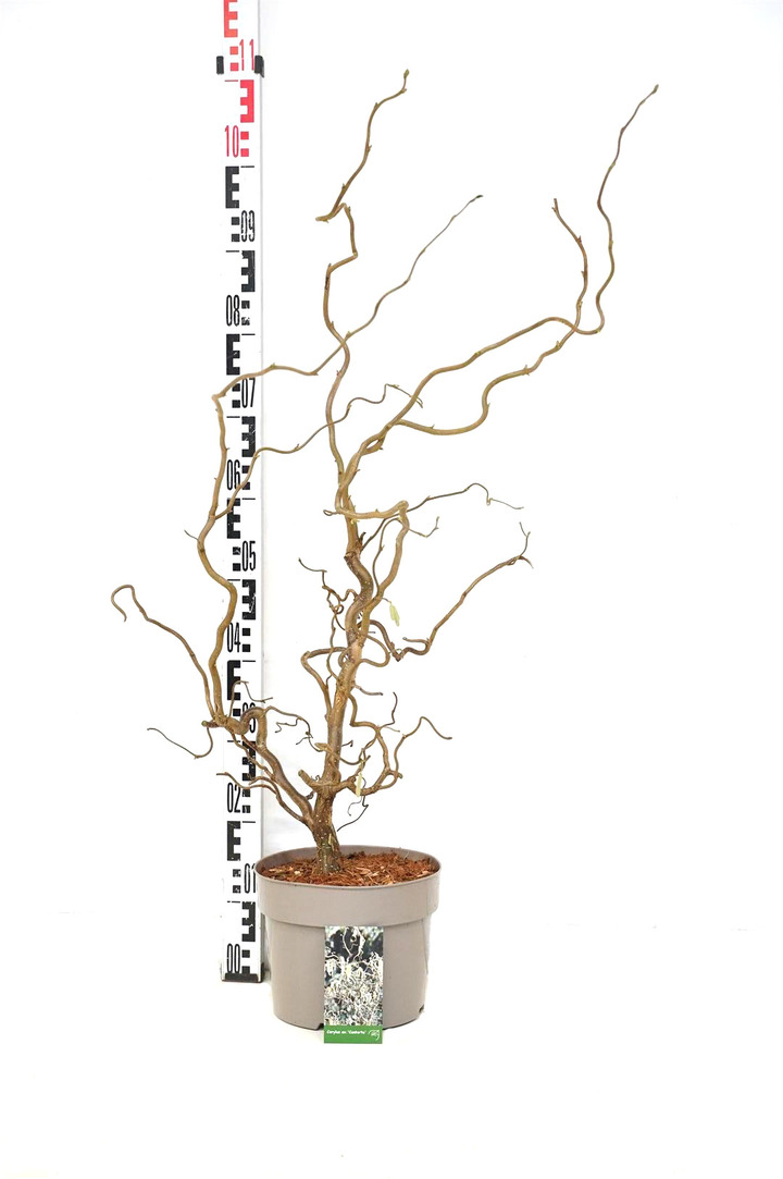 Paprastasis lazdynas (Lot Corylus a.) 'Contorta' C5/P23 50-60 CM | LAZDYNAI | MEDŽIAI
