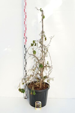 Lazdynas paprastasis (Lot Corylus a.) 'Contorta' C30 100-125 CM