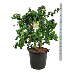 Lazdynas paprastasis  (Lot Corylus a.) 'Contorta' C55 100-125CM EXTRA - nuotrauka 2
