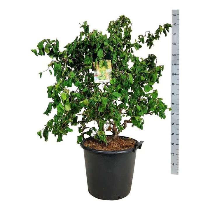 Paprastasis lazdynas (Lot Corylus a.) 'Contorta' C55 100-125CM | LAZDYNAI | MEDŽIAI