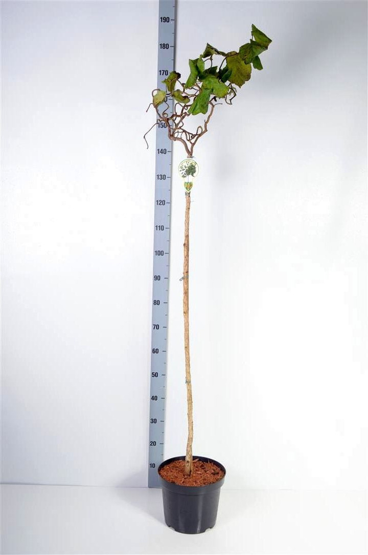 Paprastasis lazdynas (Lot Corylus a.) 'Contorta' C7,5/P26 KOTAS 120 CM | LAZDYNAI | MEDŽIAI