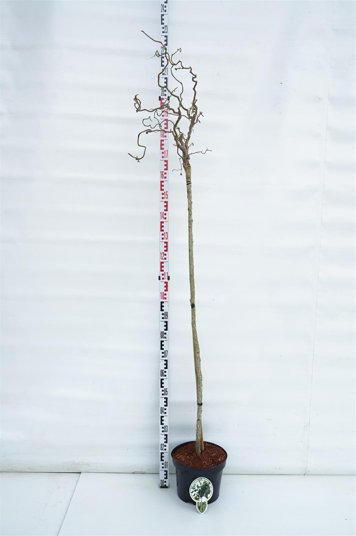 Lazdynas paprastasis  (Lot Corylus a.) 'Contorta' C10 STIEBAS 150 CM
